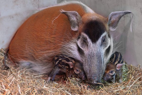 ABD0040_20250127 – KRENGLBACH – STERREICH: ++ HANDOUT ++ ZU APA0076 VOM 27.1.2025 – Mit Nachwuchs knnen die Pinselohrschweine im Zoo Schmiding in Krenglbach bei Wels aufwarten. Am Samstag, 25. Jnner 2025, erblickten zwei Ferkel das Licht der Welt. – FOTO: APA/ZOO SCHMIDING/PETER STERNS – ++ WIR WEISEN AUSDRCKLICH DARAUF HIN, DASS EINE VERWENDUNG DES BILDES […]