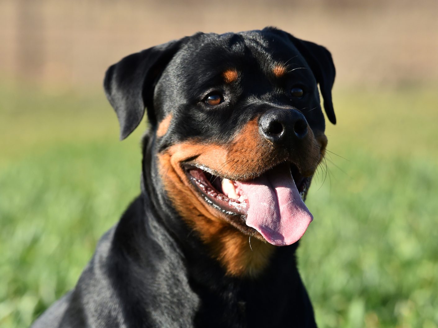 Oberösterreich hat Anfang Dezember ein neues strengeres Hundehaltegesetz bekommen.