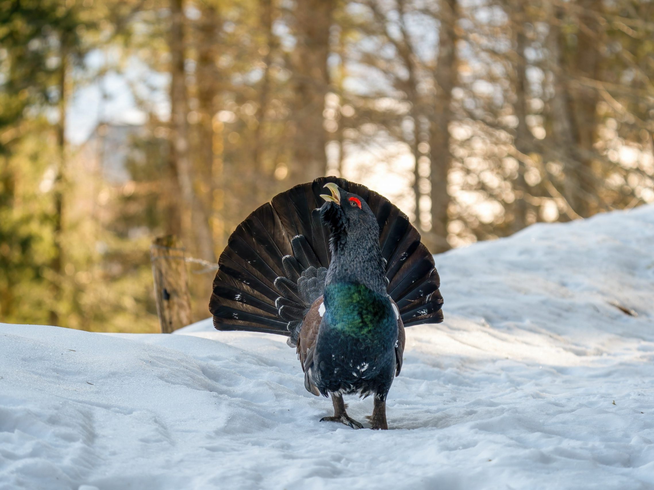 Auerwild im Winter