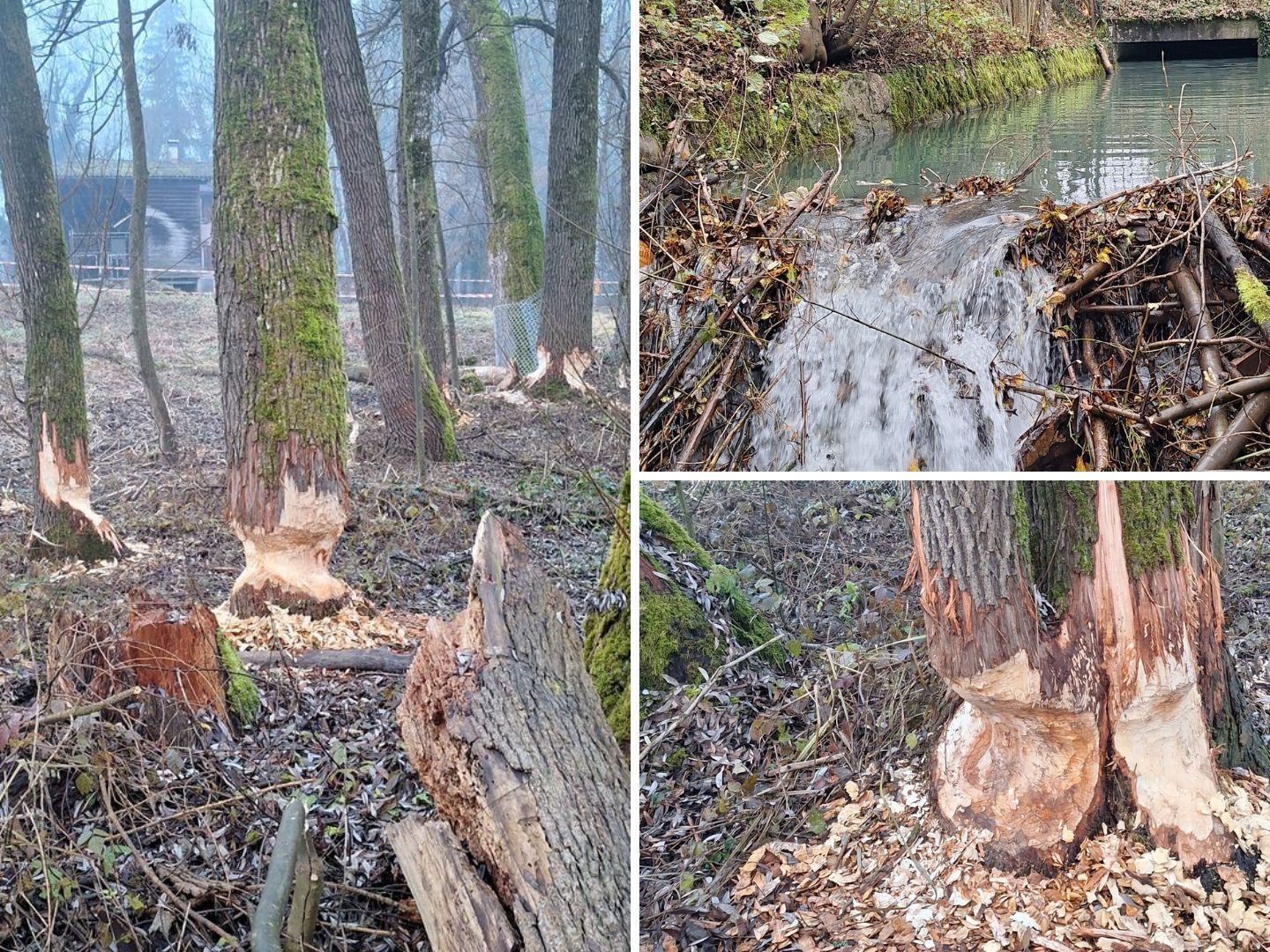 Ein Biberpaar hält Dornbirn in Atem.