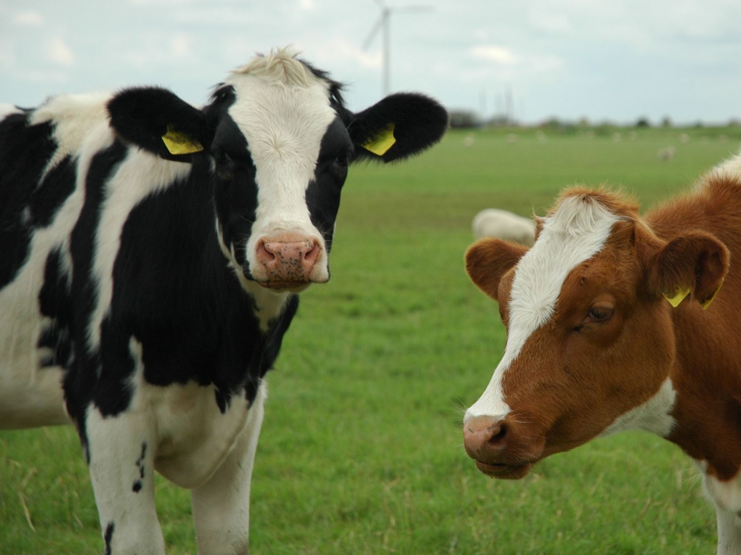 Laut Landwirtschaftskammer-Chef Moosbrugger wünschen sich die Konsumenten in Umfragen höhere Standards als sie beim Lebensmittel-Einkauf umsetzen. Laut Landwirtschaftskammer-Chef Moosbrugger wünschen sich die Konsumenten in Umfragen höhere Standards als sie beim Lebensmittel-Einkauf umsetzen.