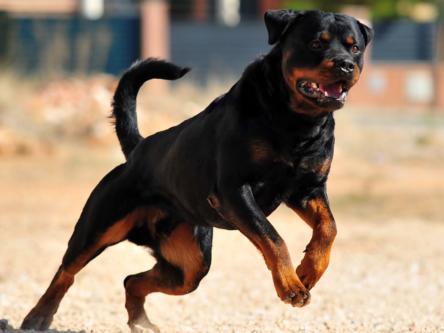Rottweiler-Attacke in Oberösterreich.
