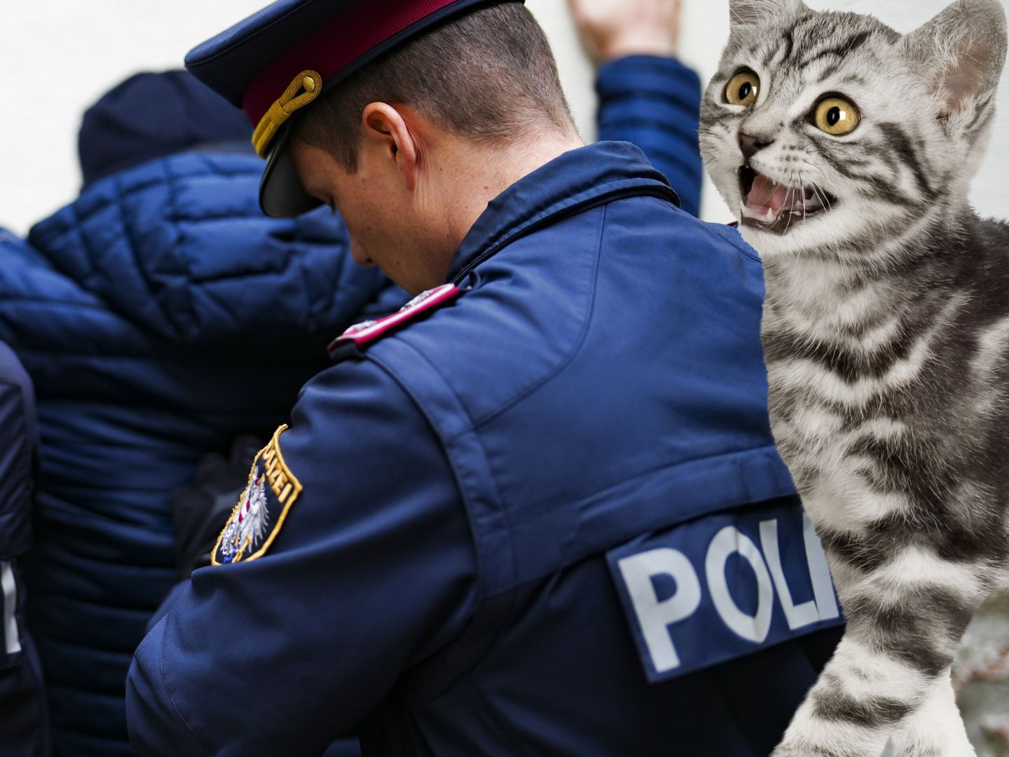 Die Katze wurde von dem 26-Jährigen schwer verletzt. Die Katze wurde von dem 26-Jährigen schwer verletzt.