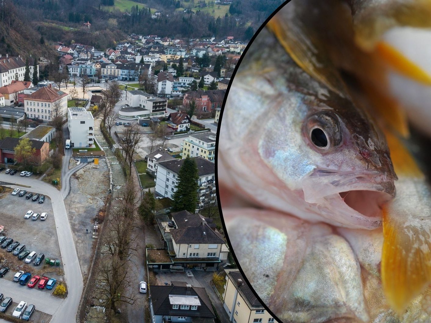 Über 500 Fische sind im Hohenemser Sohlgraben verendet gefunden worden - die Ermittlungen laufen.