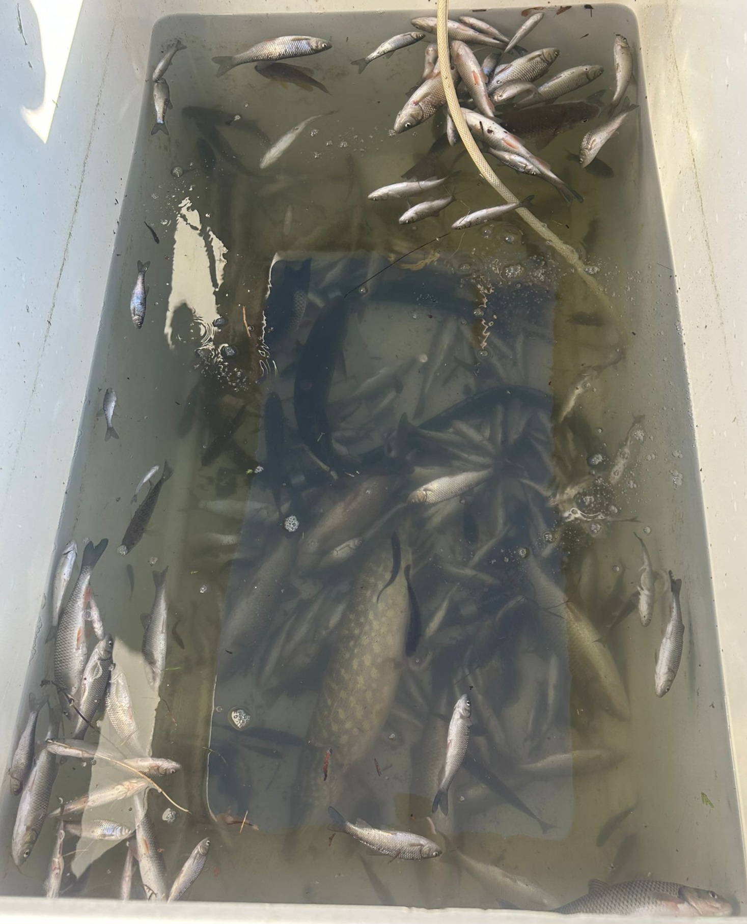 Die toten Fische werden aktuell im Fischereizentrum untersucht. Die toten Fische werden aktuell im Fischereizentrum untersucht.