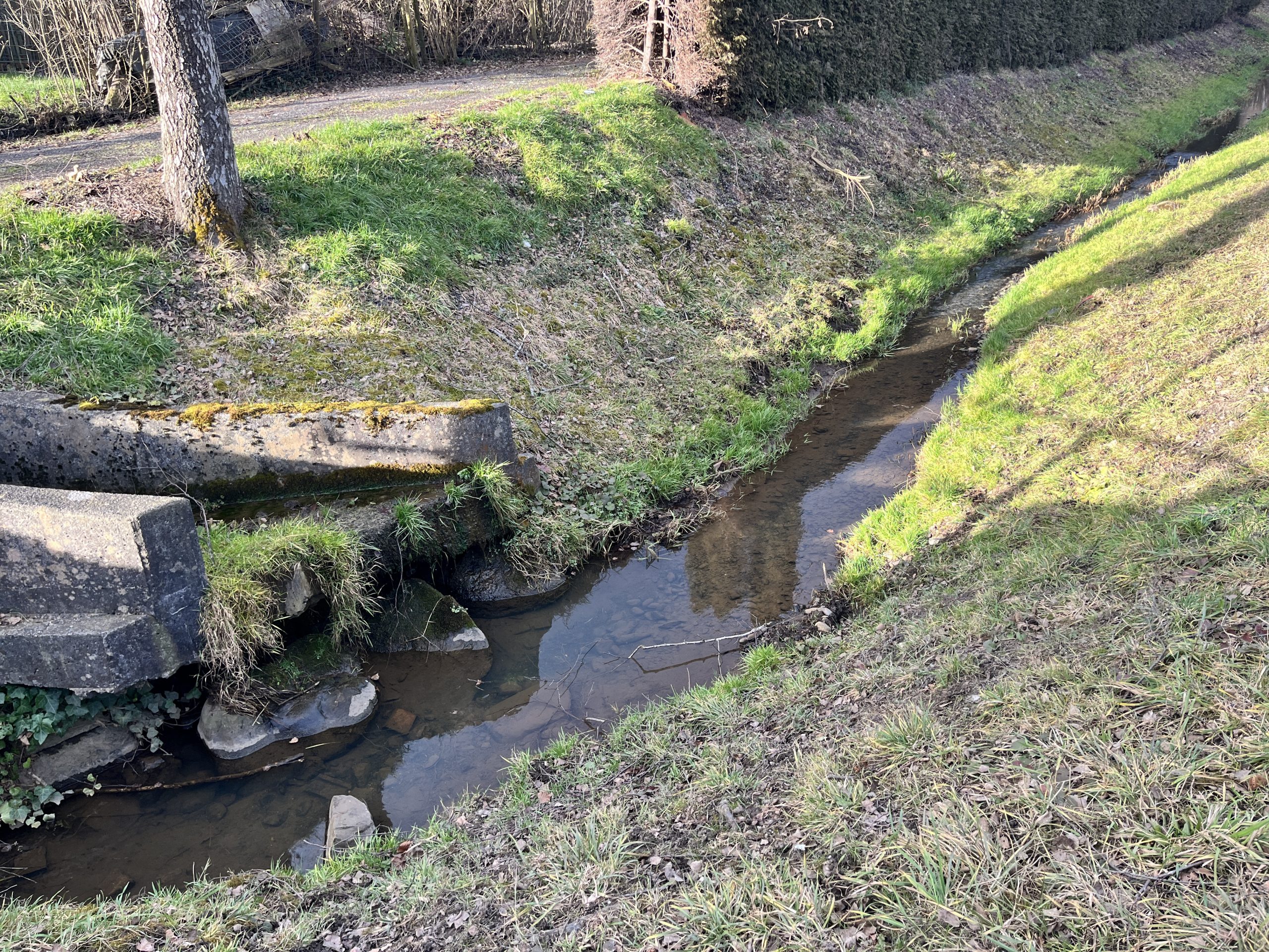 Im Sohlgraben wurden die toten Fische entdeckt.