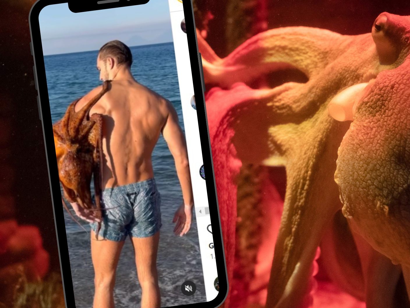 Oktopus kuschelt mit Männer-Model Federico Cola. Oktopus kuschelt mit Männer-Model Federico Cola.