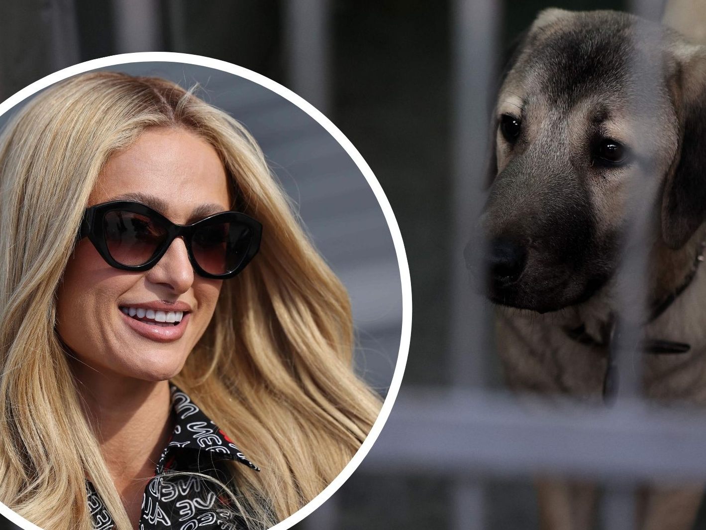 Paris Hilton hilft Tieren