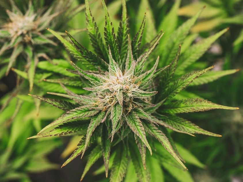 Der Verkauf von Cannabisblüten ist künftig nur mehr in Trafiken erlaubt. Der Verkauf von Cannabisblüten ist künftig nur mehr in Trafiken erlaubt.