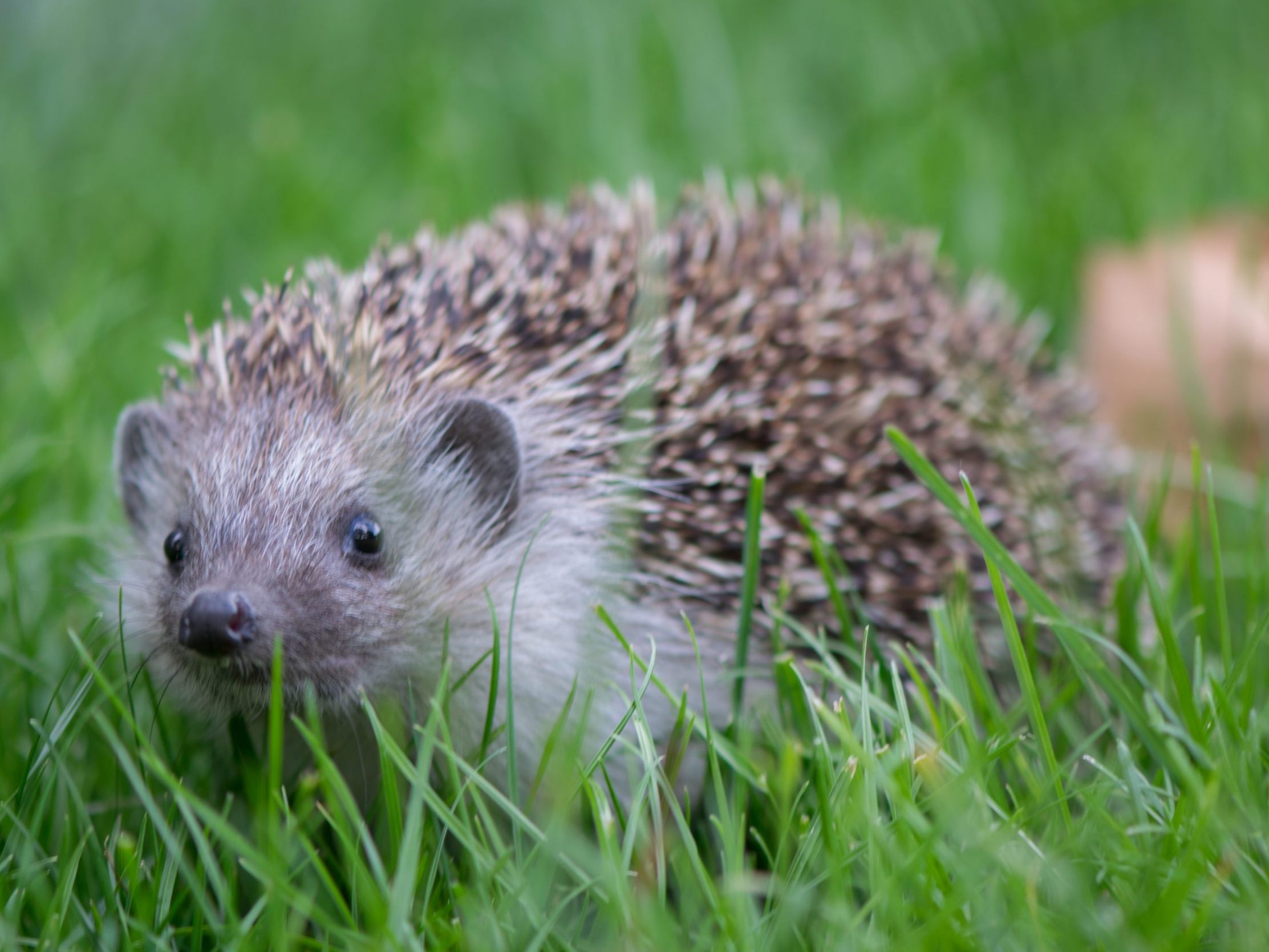 Der Igel ist das beliebteste Wildtier Österreichs. Der Igel ist das beliebteste Wildtier Österreichs.