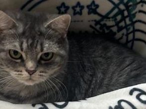 Katze Mali vermisst