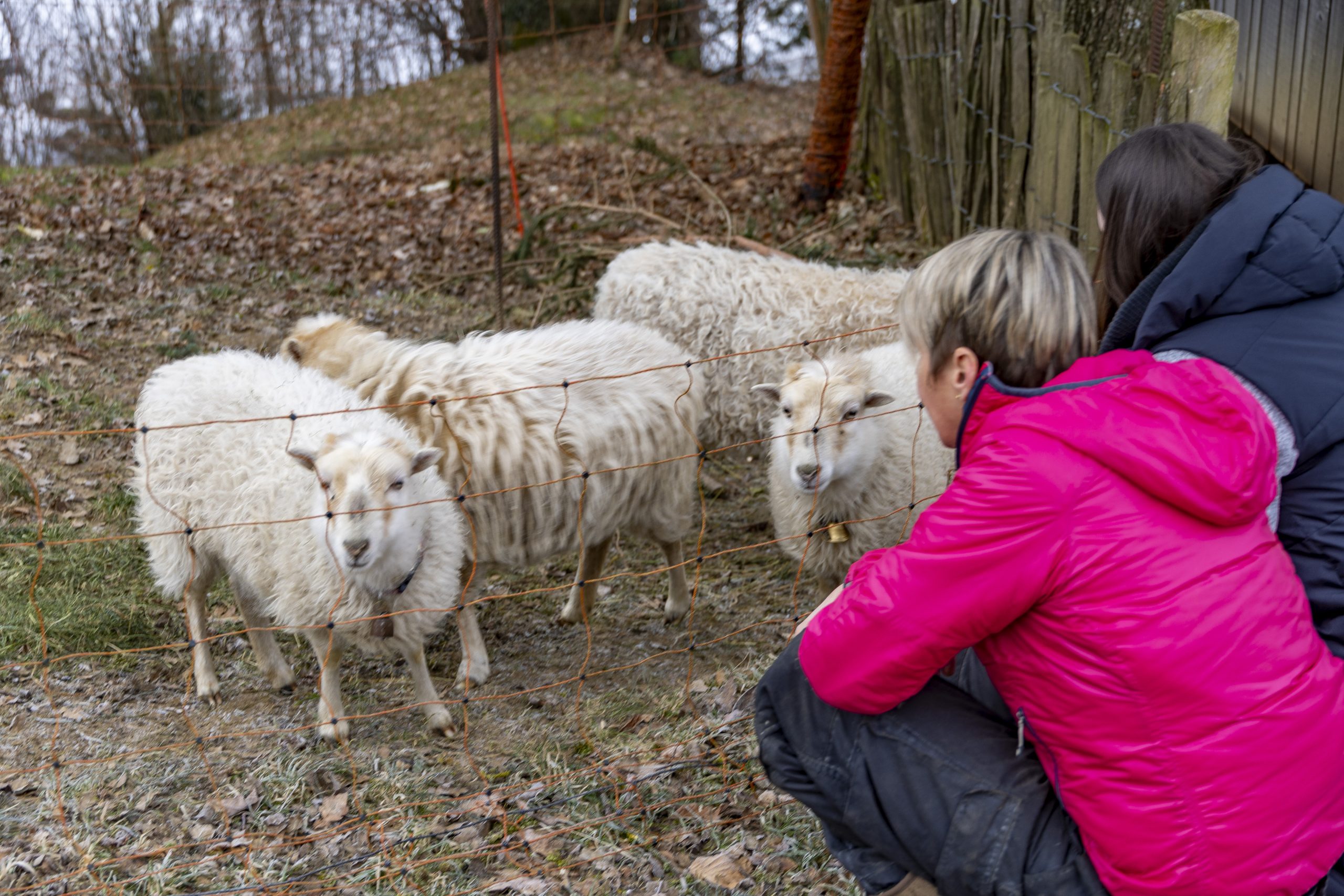 Sabine zeigt VOL.AT den Stall, wo die Tiere wohnen.