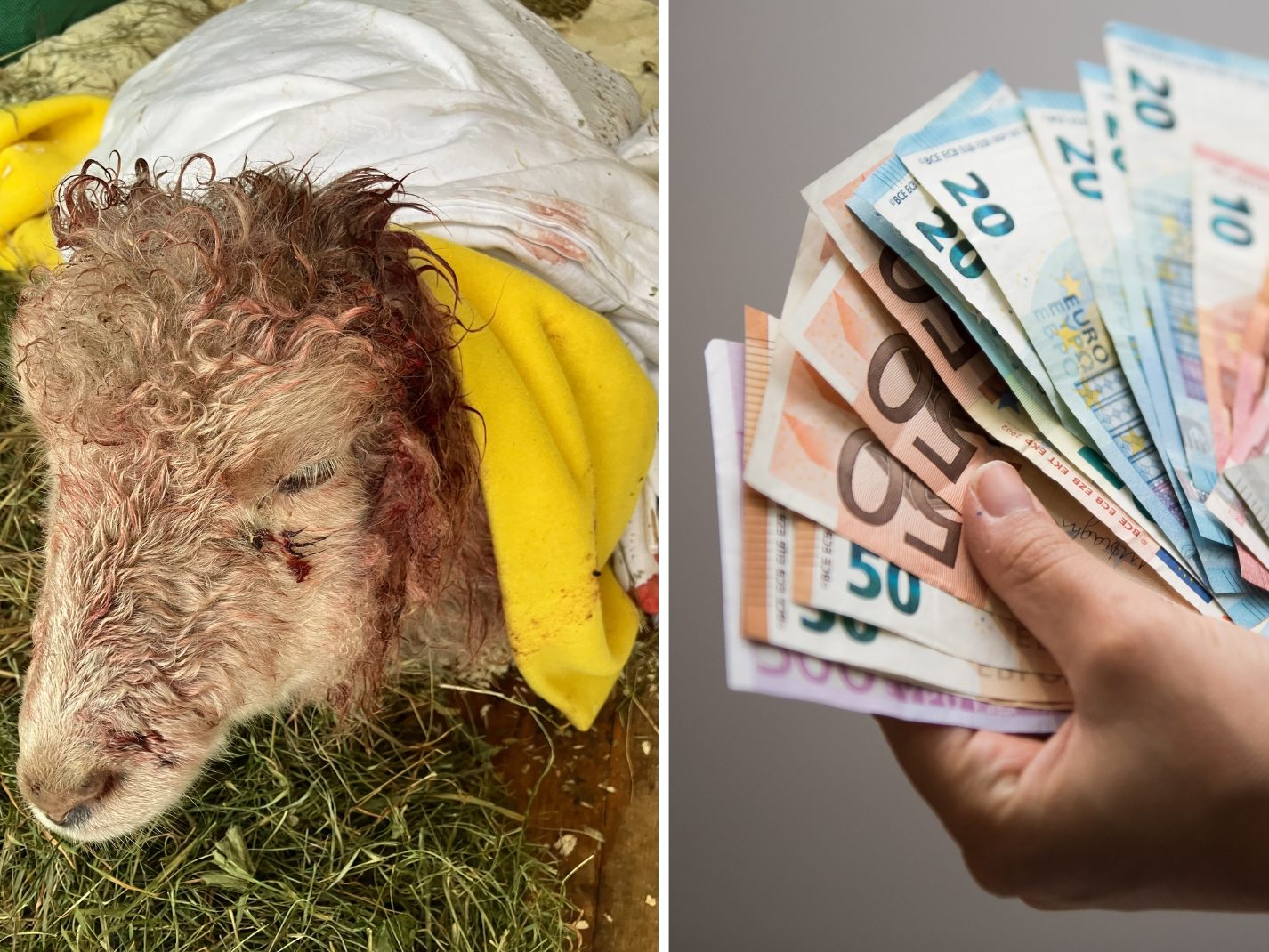 PETA bietet 1.000 Euro Belohnung für Hinweise.