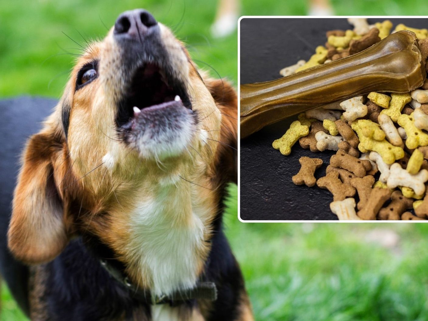 Vergiftung durch Futter sorgt für "Werwolf-Syndrom" bei Hunden.