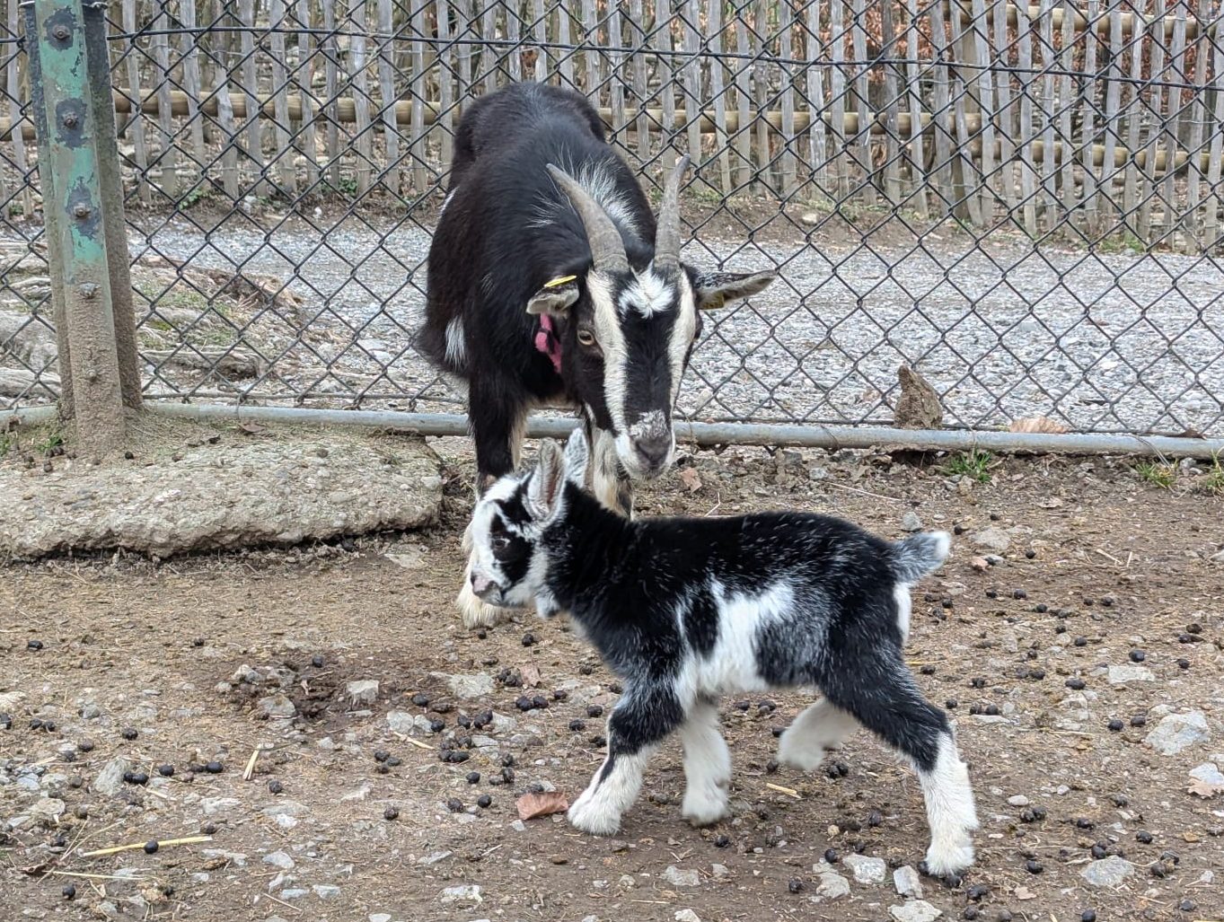 Die beiden schauen die ganze Zeit nach dem Baby und verstehen die Situation nicht. Die beiden schauen die ganze Zeit nach dem Baby und verstehen die Situation nicht.