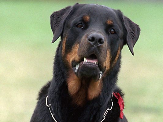 Bei dem Hund handelt es sich um einen Rottweiler (Symbolbild)