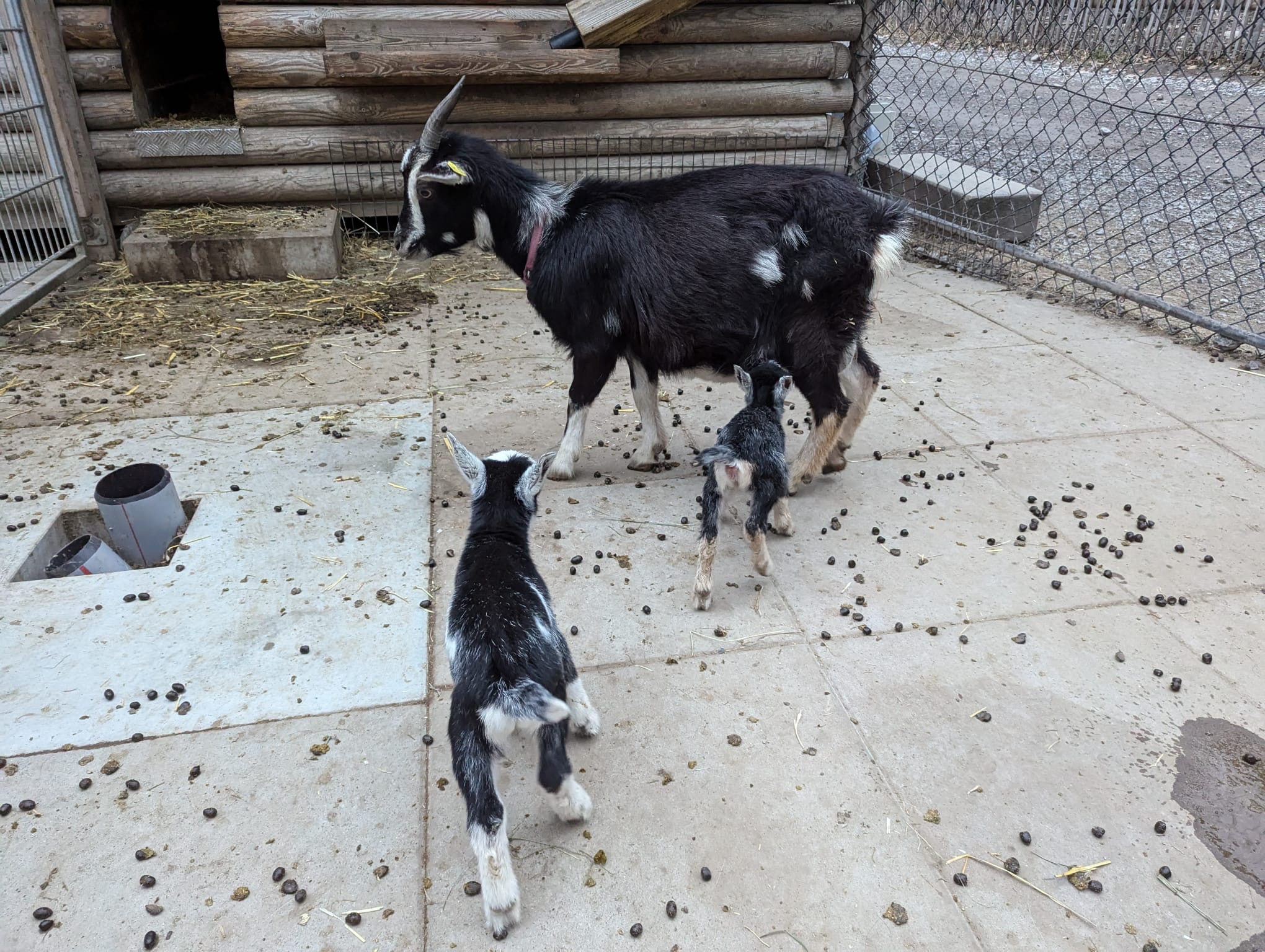 Als das Kitz (rechts) noch bei seiner Mama war. Als das Kitz (rechts) noch bei seiner Mama war.