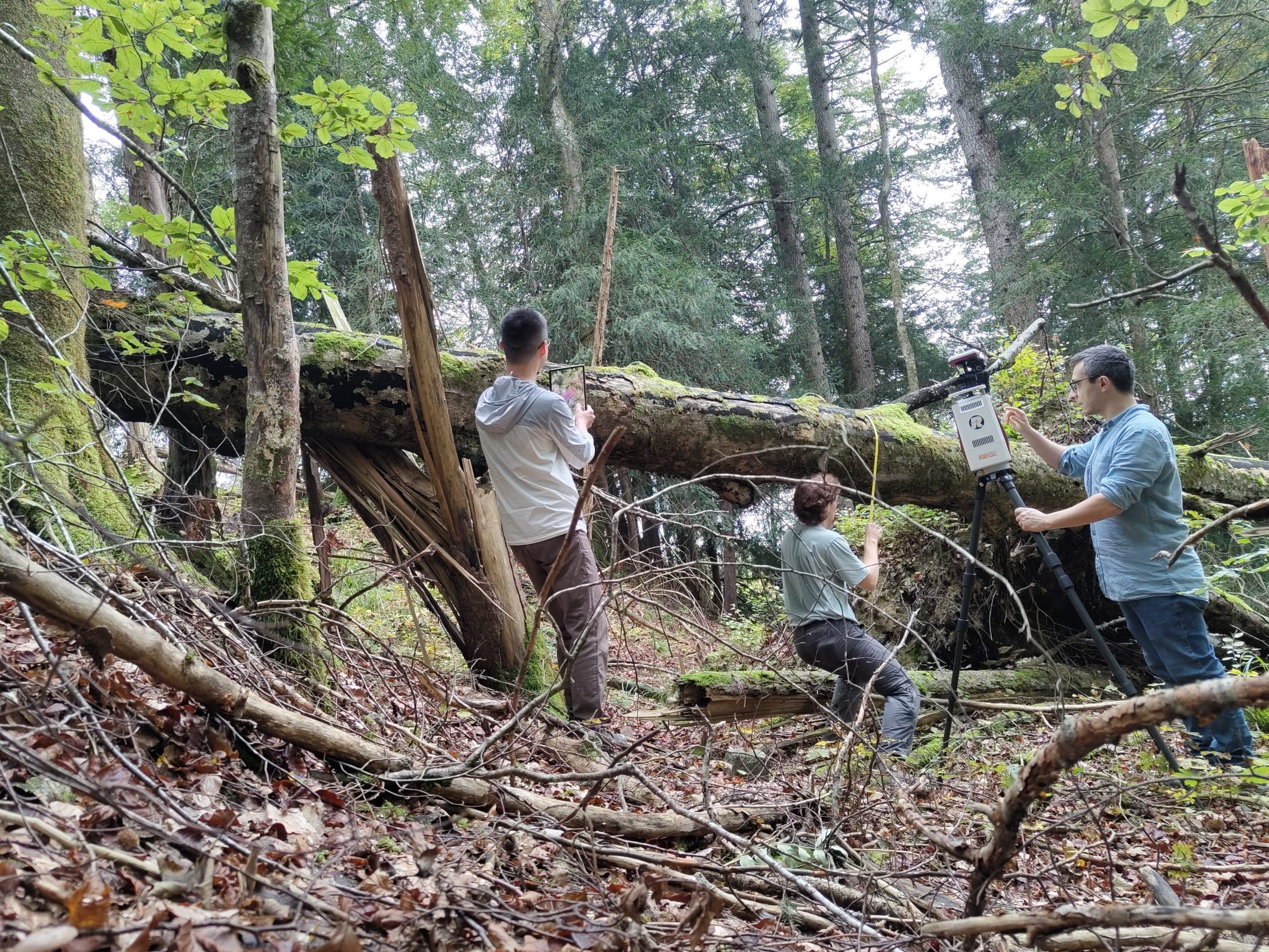 Naturwaldreservat Rohrach liefert seit über 30 Jahren wichtige Daten für die Waldforschung.