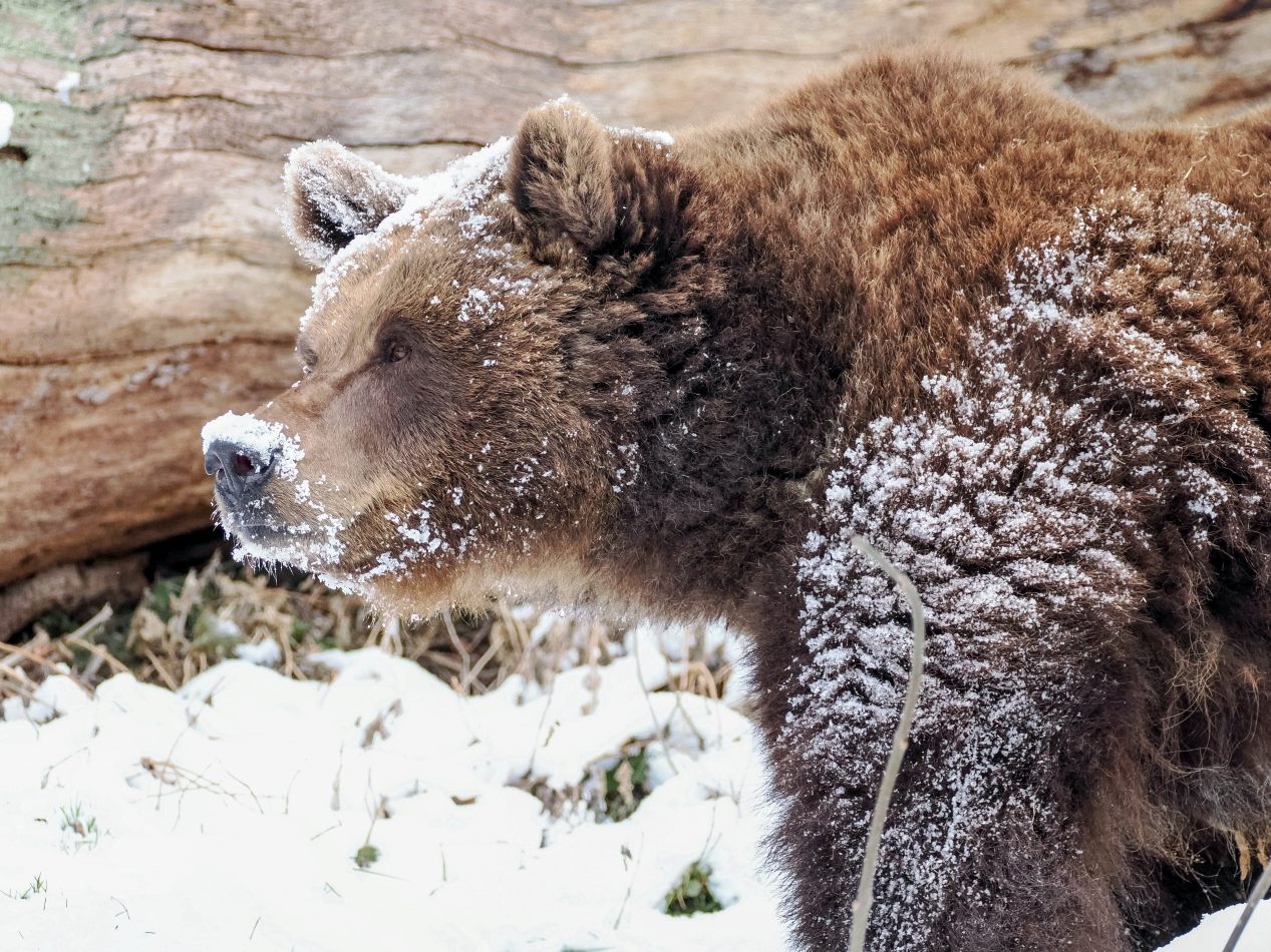Ihr weißes Wunder erleben gerade die beiden Bären im Zoo Salzburg.