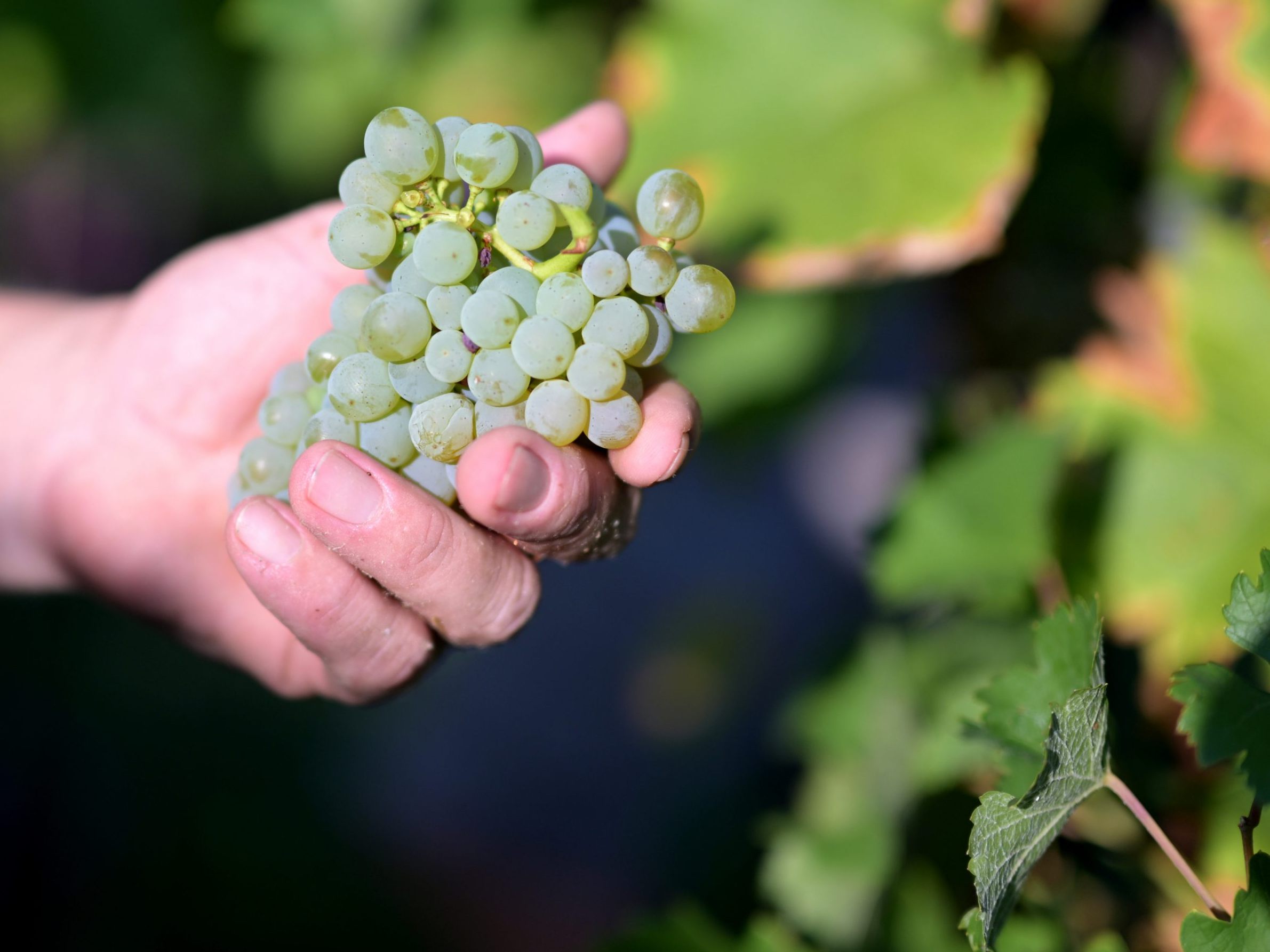 Wetterextreme brachten besonders bei Weißwein eine schlechte Weinernte.