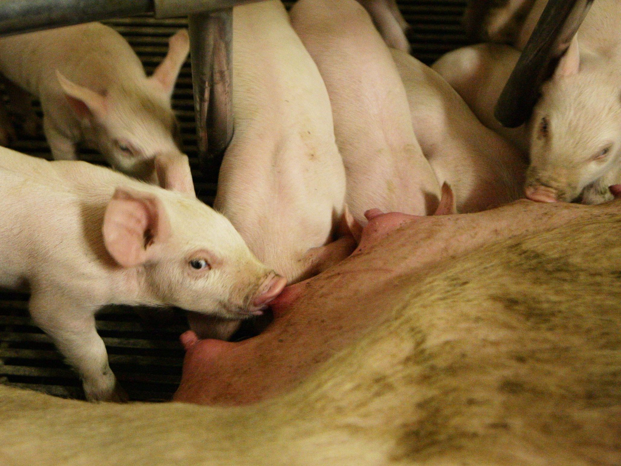 2,5 Millionen Schweine sind in Österreichs Ställen.