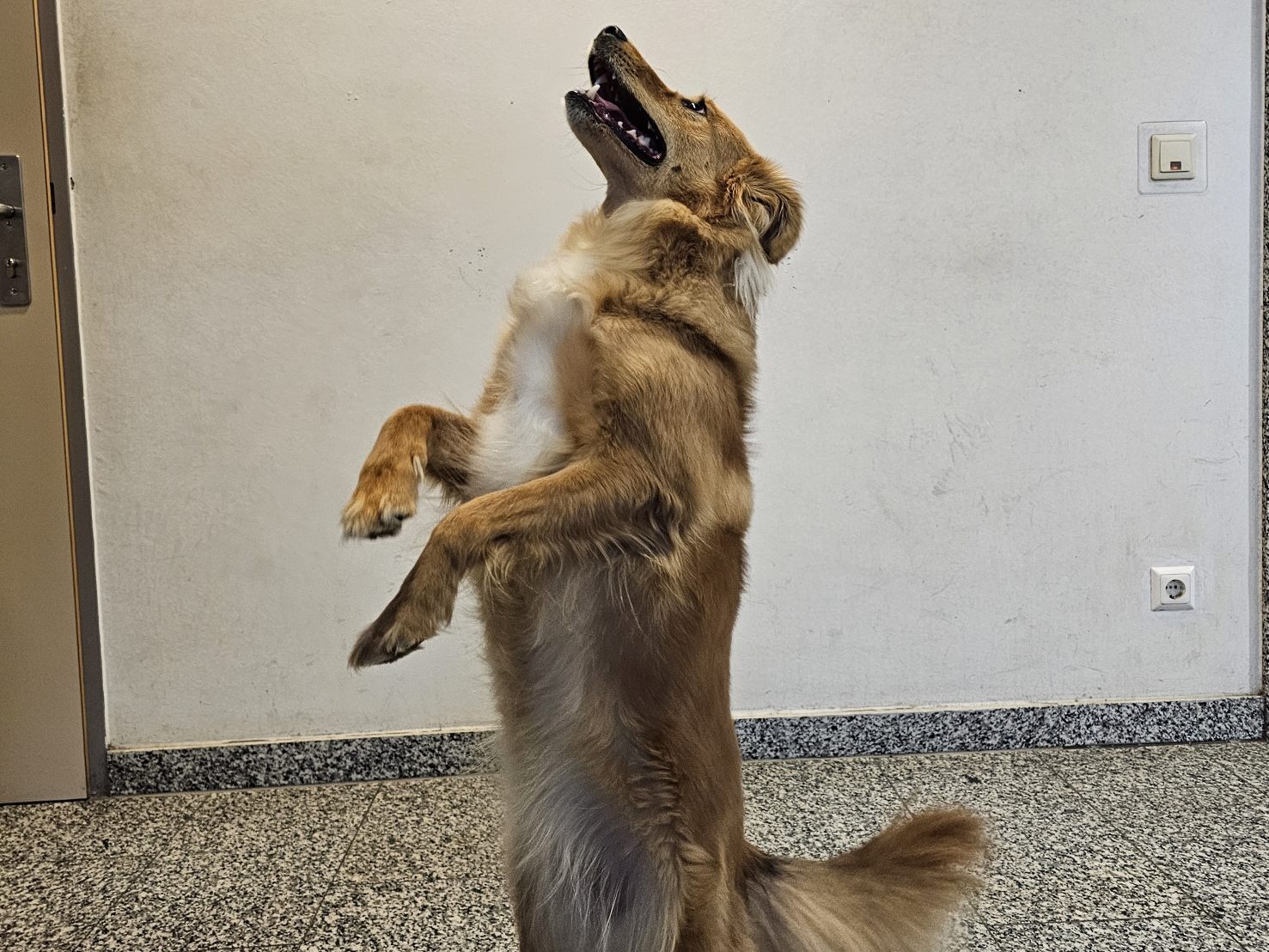 Collie-Mischling "Kaia" machte eine "Sightseeingtour" in einem Linienbus.