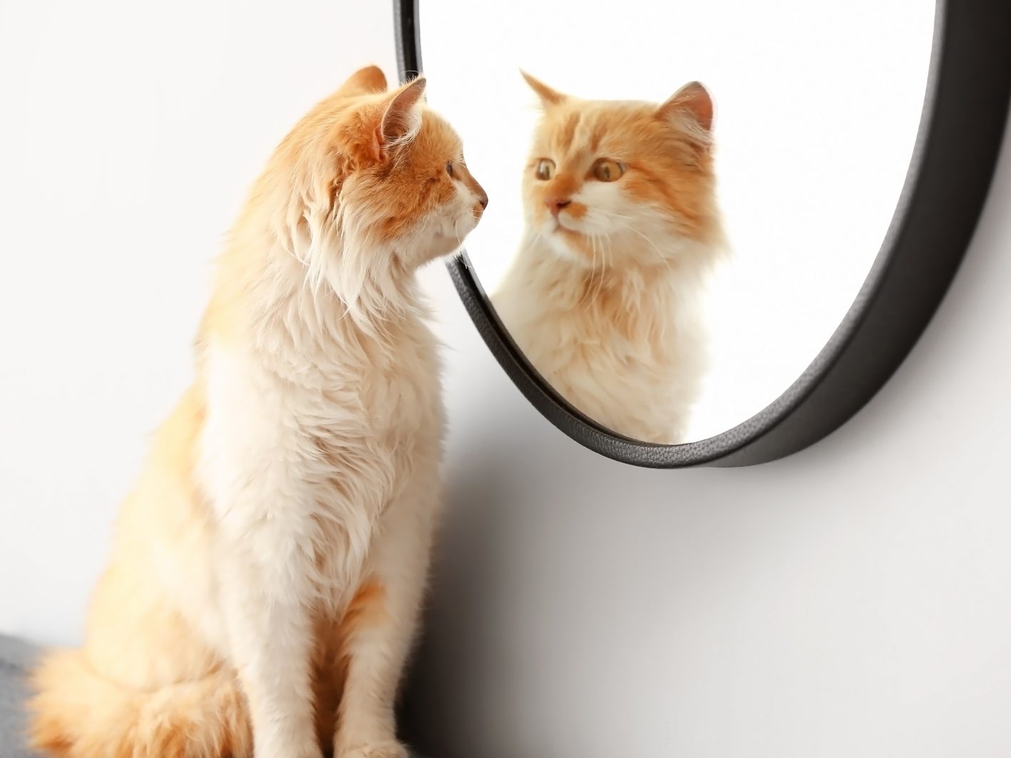 Können sich Hunde und Katzen im Spiegel erkennen? Können sich Hunde und Katzen im Spiegel erkennen?