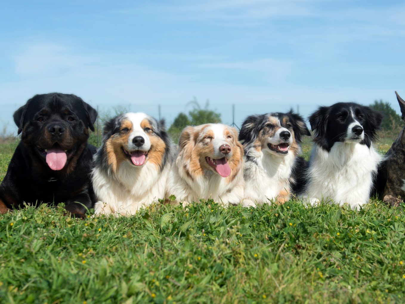 Zwanzig Vierbeiner besuchten das "Clever Dog Lab".