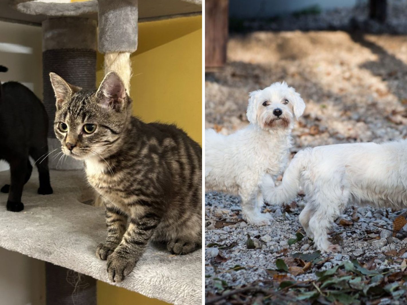 Diese süßen Tierpaare suchen ein liebevolles Zuhause.