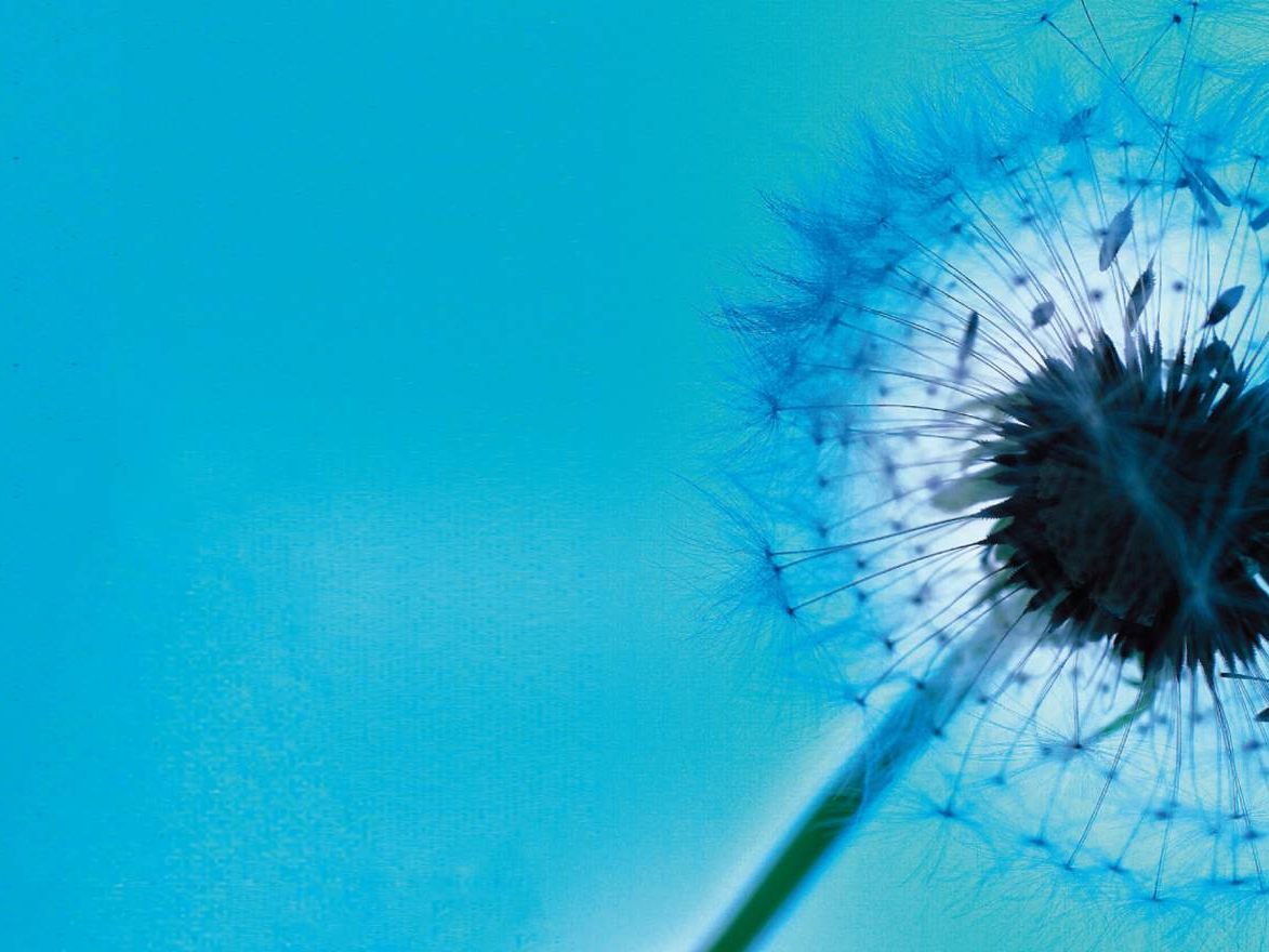 Die Pusteblume ist das Symbol für Hospiz Vorarlberg. Die Pusteblume ist das Symbol für Hospiz Vorarlberg.