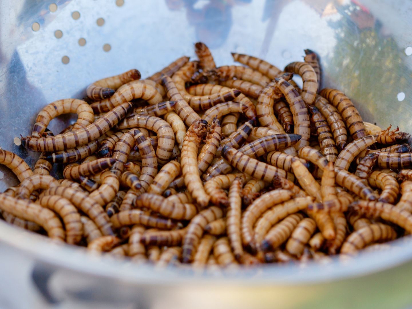 Due EU erlaubt die UV-Behandlung für Insektenpulver in Lebensmitteln. Due EU erlaubt die UV-Behandlung für Insektenpulver in Lebensmitteln.