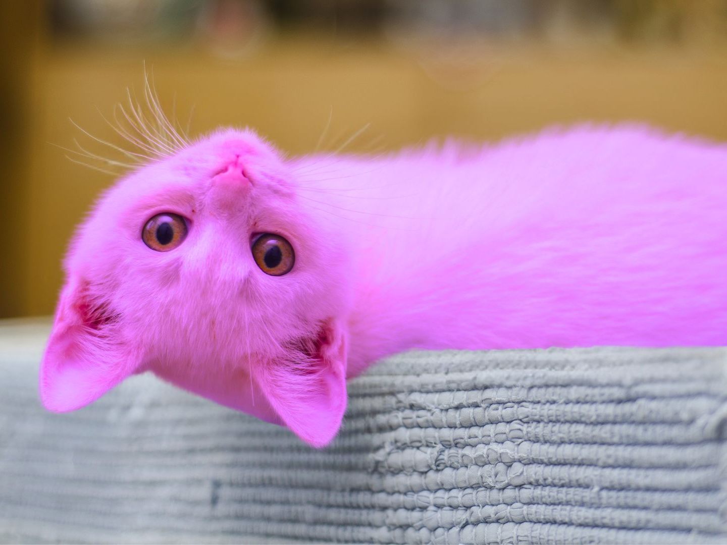 Katze "Ceri" wurde rosa eingefärbt.