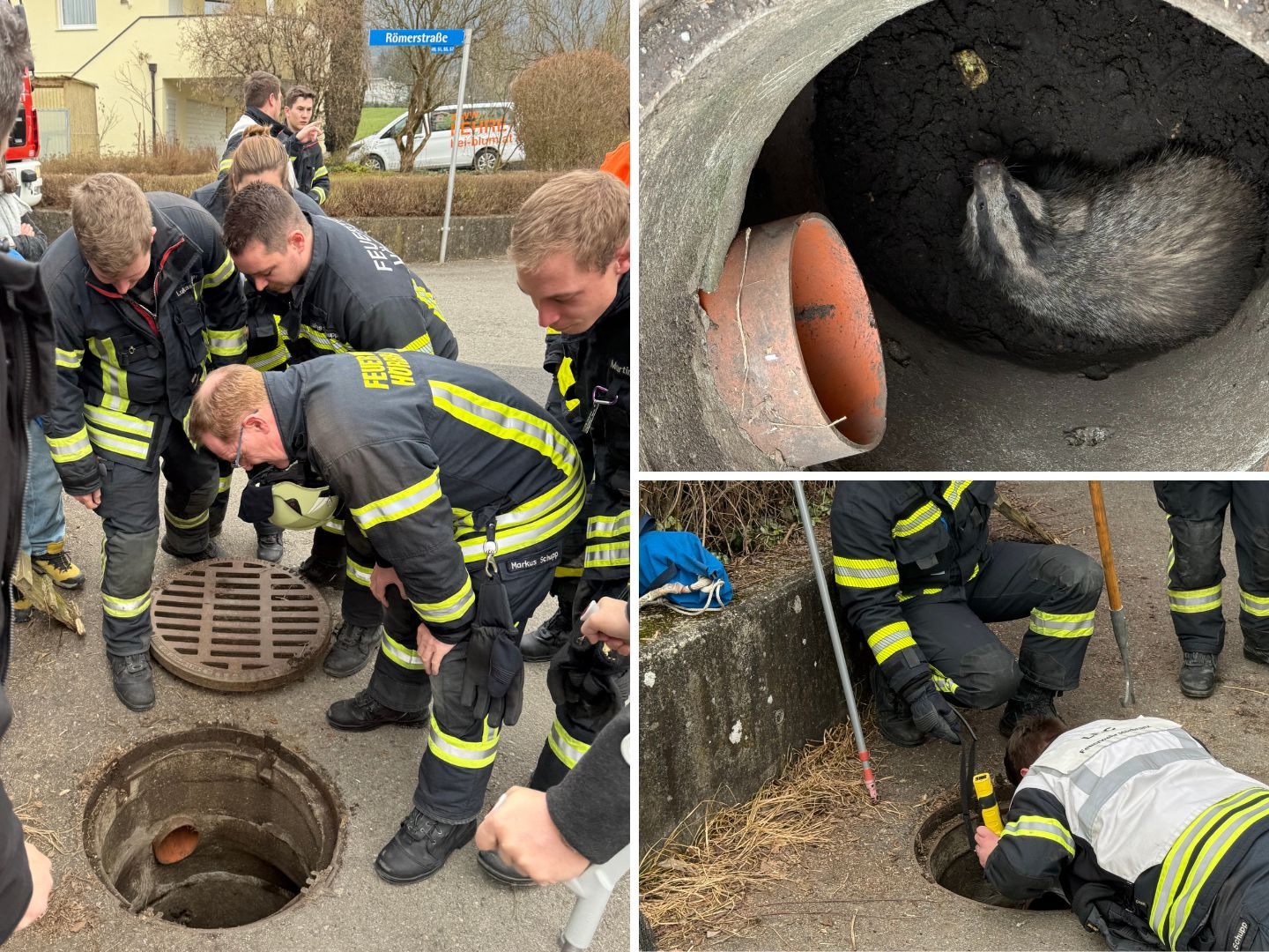 Ein Dachs sorgte für einen Einsatz in Hörbranz.