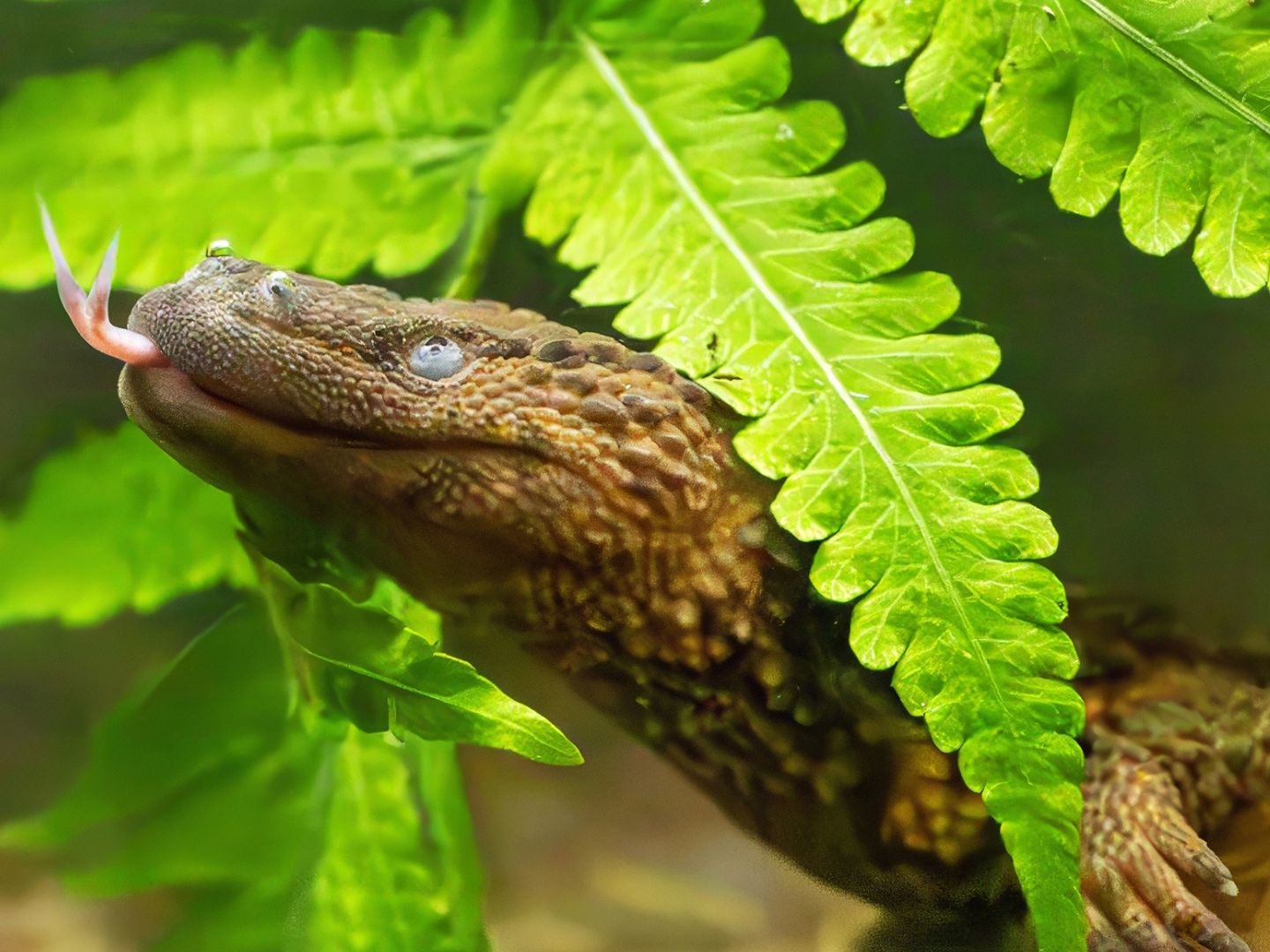 Taubwarane erstmals im Tiergarten Schönbrunn.