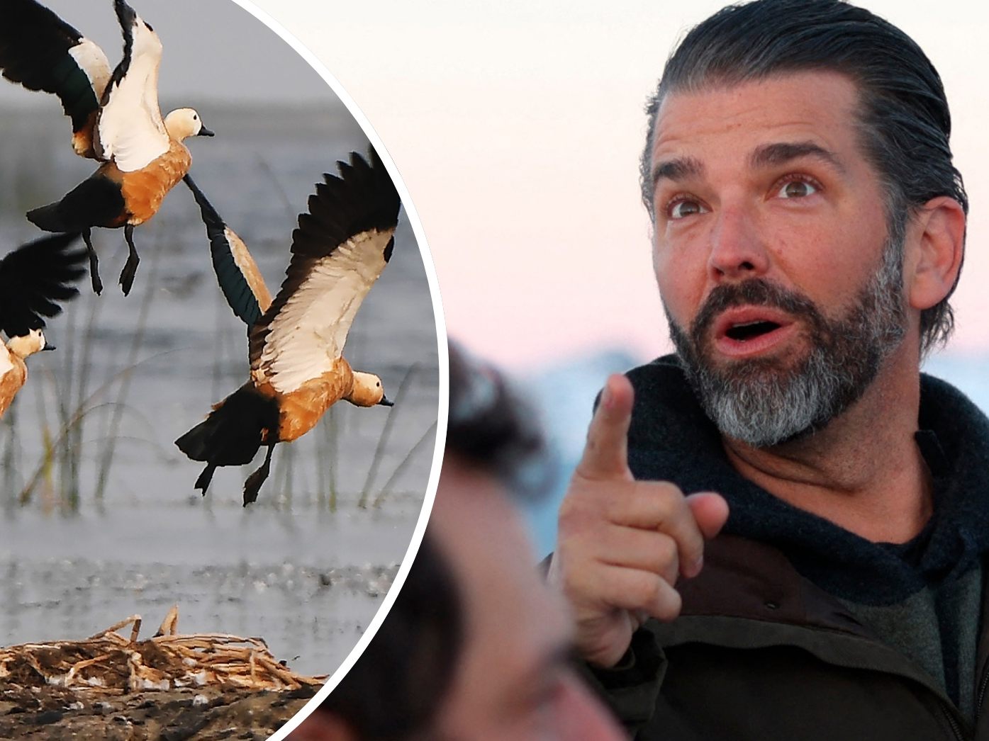 Auch eine seltene Rostgans (Bild links) soll in Venedig von Donald Trump Jr. und Jagdpartnern erlegt worden sei. Auch eine seltene Rostgans (Bild links) soll in Venedig von Donald Trump Jr. und Jagdpartnern erlegt worden sei.