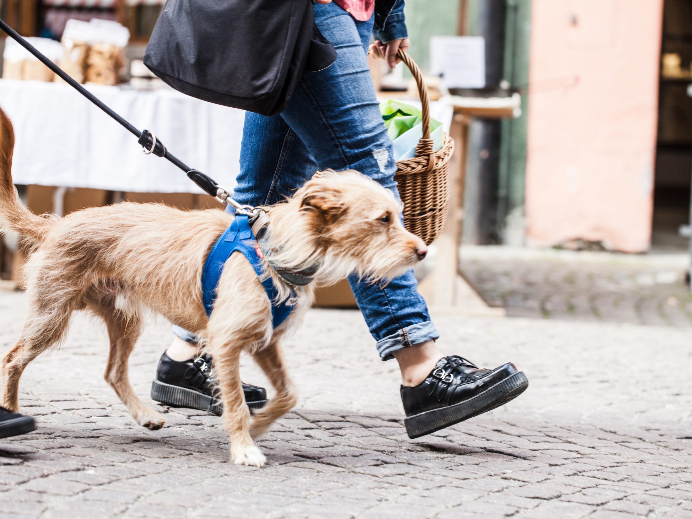 Pferdemist und Hundekot