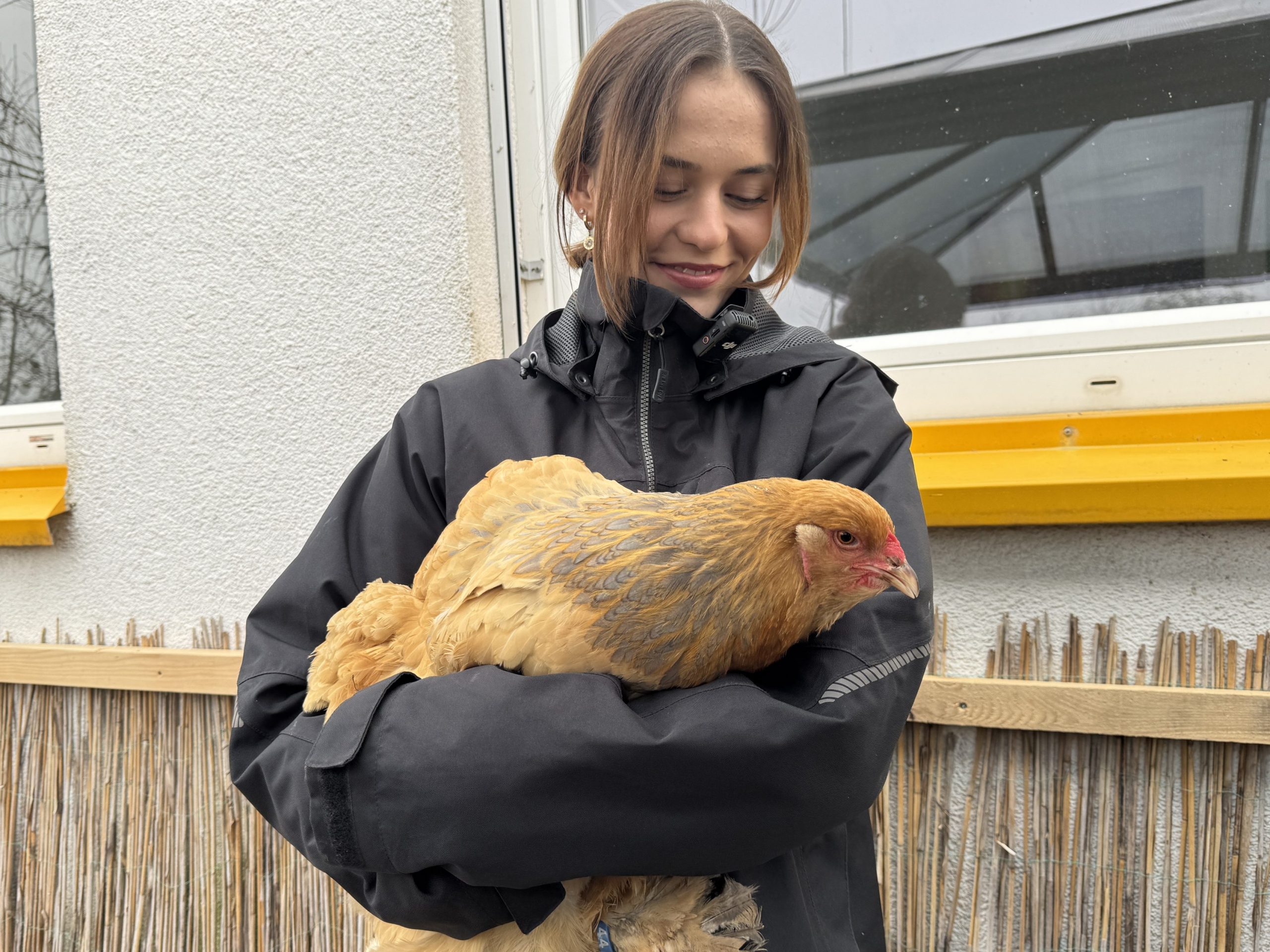 Paulinas Lieblingshuhn Franziska. Paulinas Lieblingshuhn Franziska.
