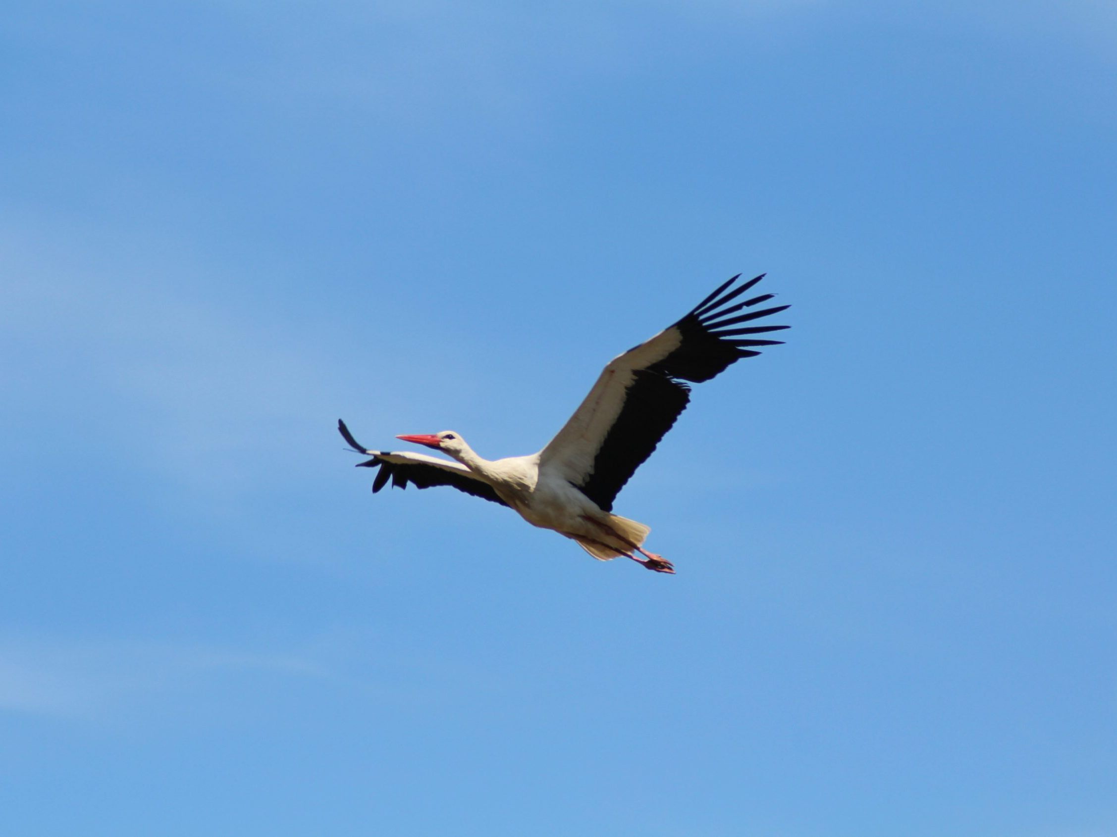 Ein Weißstorch im Flug.