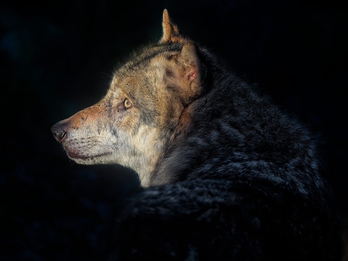 Ein toter Wolf in Tirol beschäftigt weiter die Polizei. Ein toter Wolf in Tirol beschäftigt weiter die Polizei.