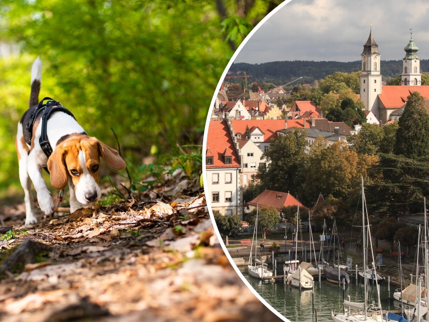 Happy End für Hund und Herrchen. (Symbolbild) Happy End für Hund und Herrchen. (Symbolbild)
