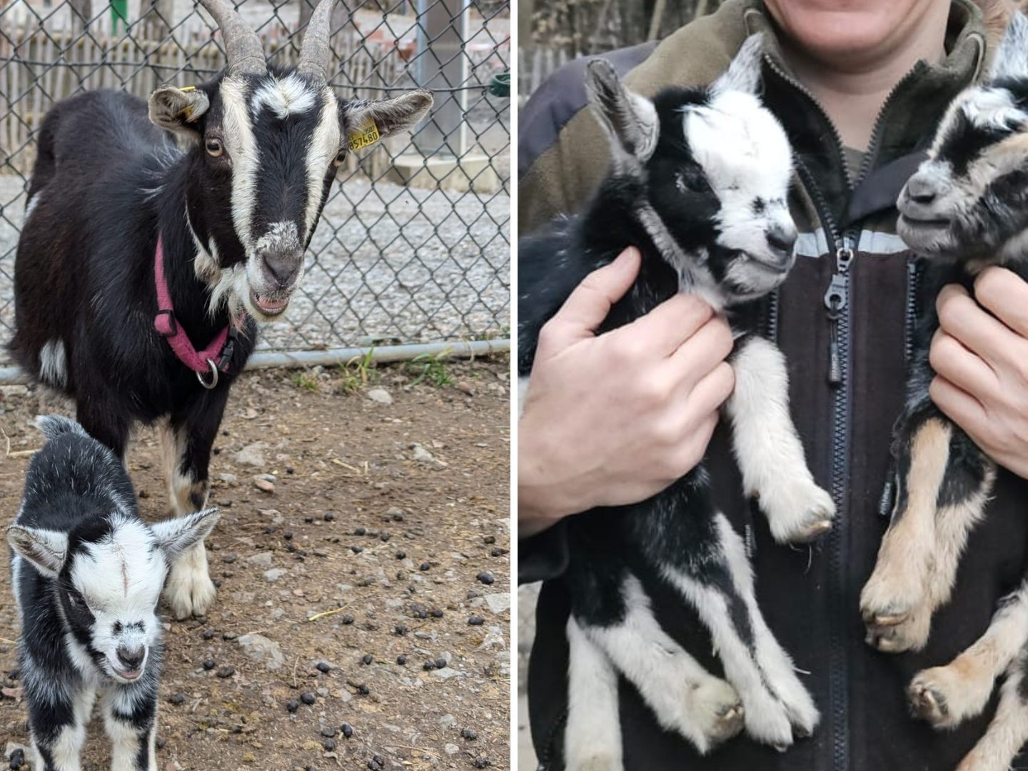 Ziegenmama und Brüderlein vermissen das Kitz. Ziegenmama und Brüderlein vermissen das Kitz.