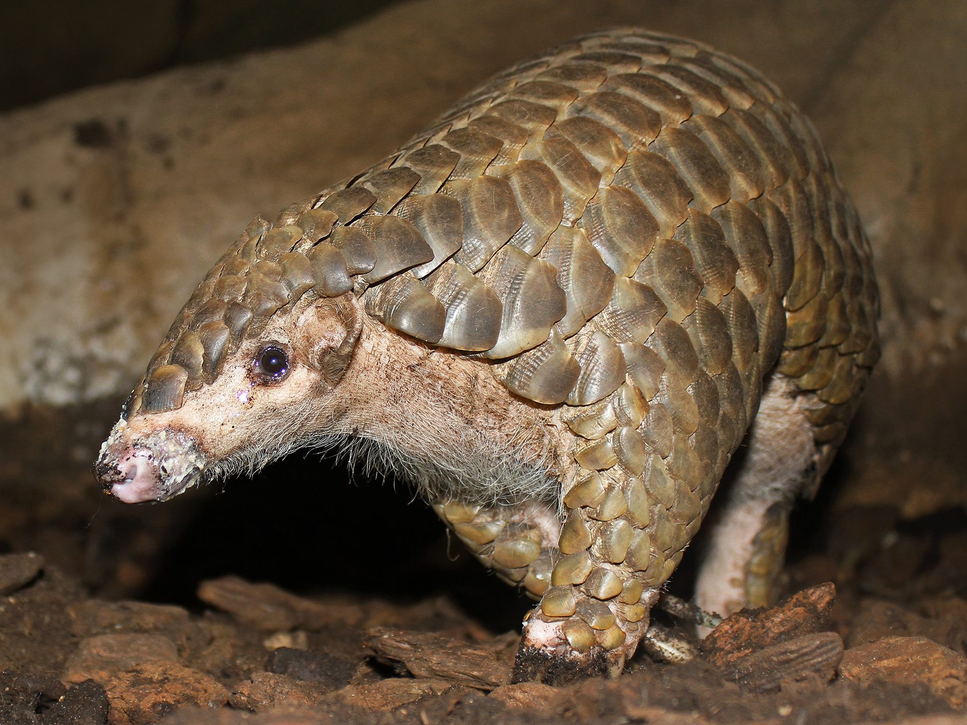 Tiergarten Schönbrunn in Zukunft mit Chinesischen Schuppentieren. Das Foto zeigt ein Tier im Zoo Leipzig.