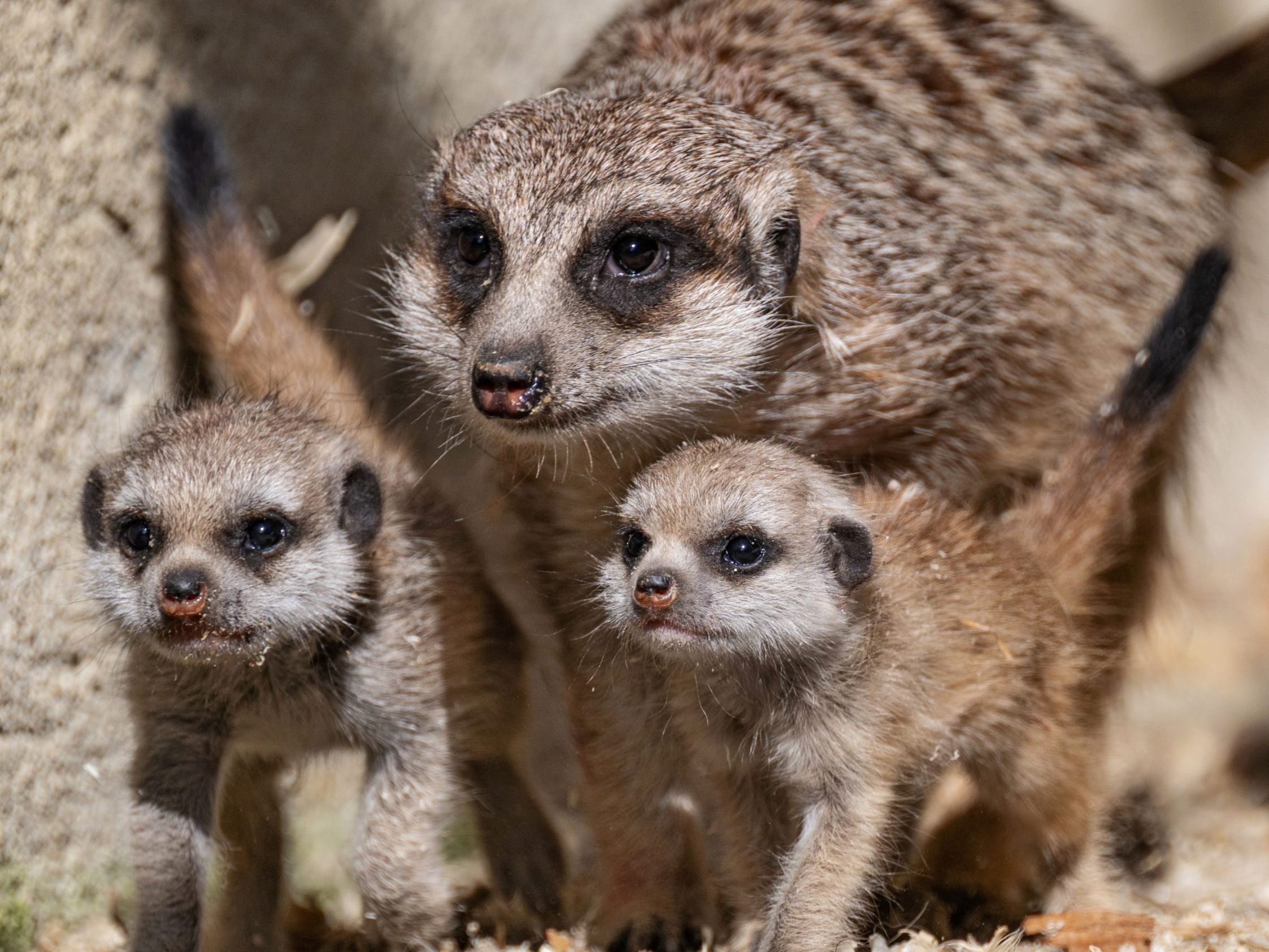 Zoo Schmiding mit Erdmännchen-Babys. Zoo Schmiding mit Erdmännchen-Babys.