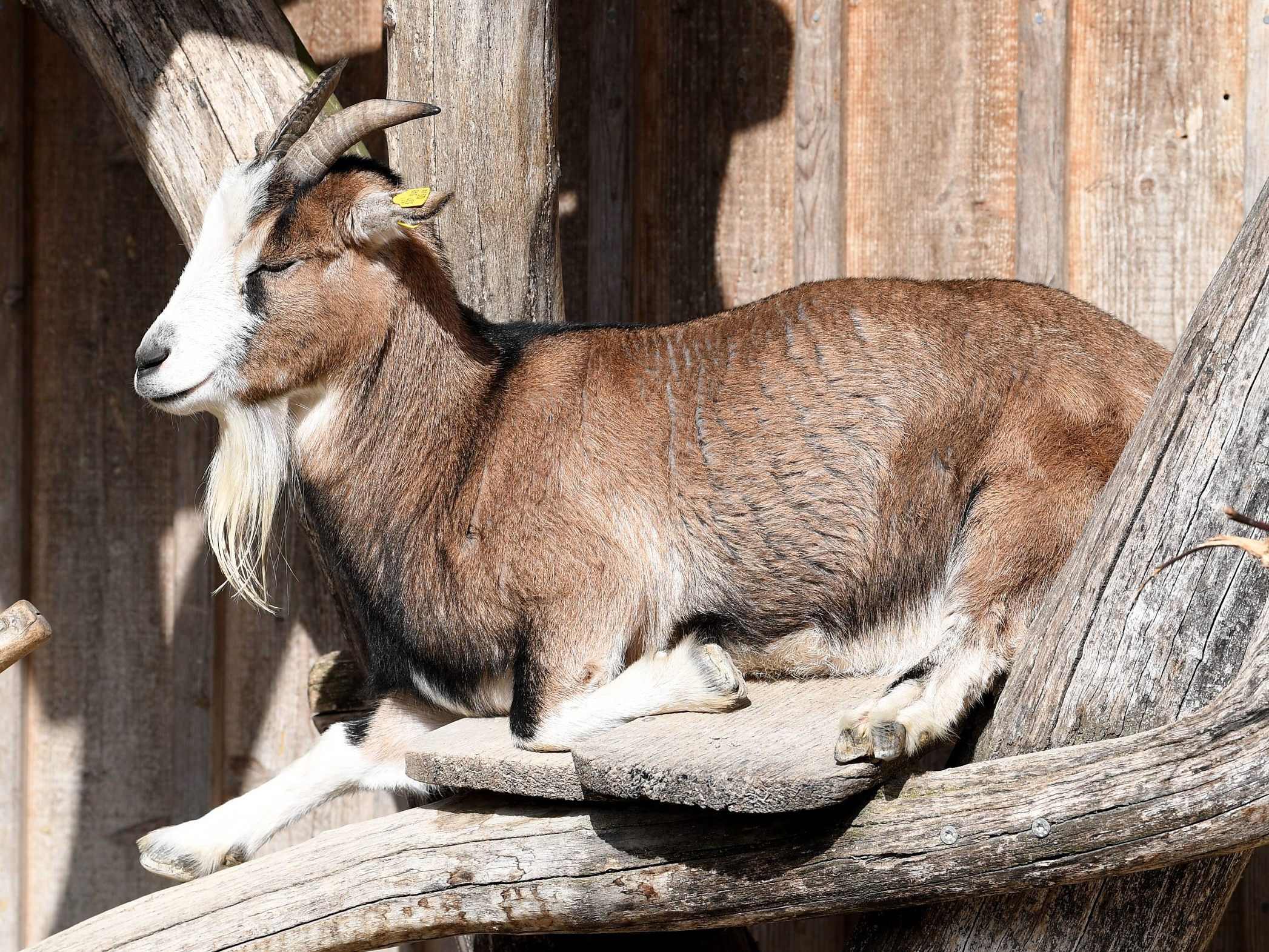Der Wiener Tiergarten Schönbrunn schließt seinen Streichelzoo.