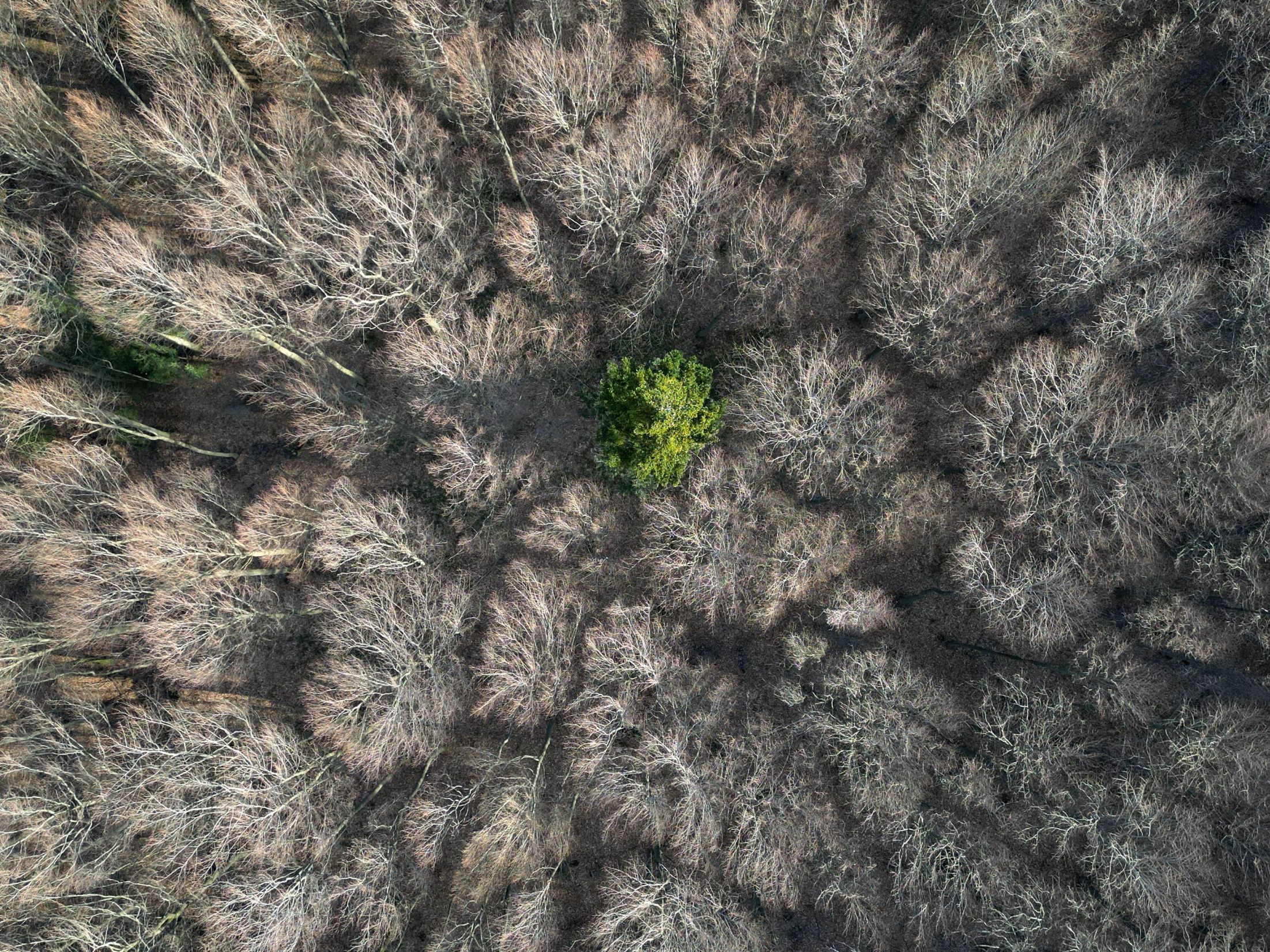 Ein Wald in Österreich.