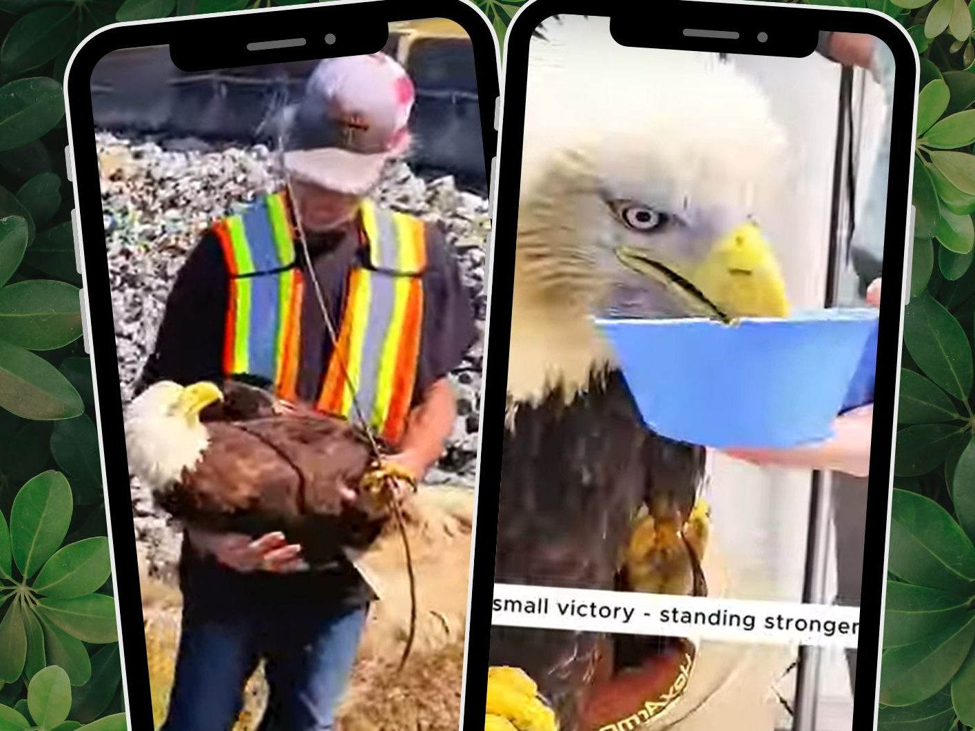 Mit viel Geduld und Fürsorge wird einem Adler geholfen.