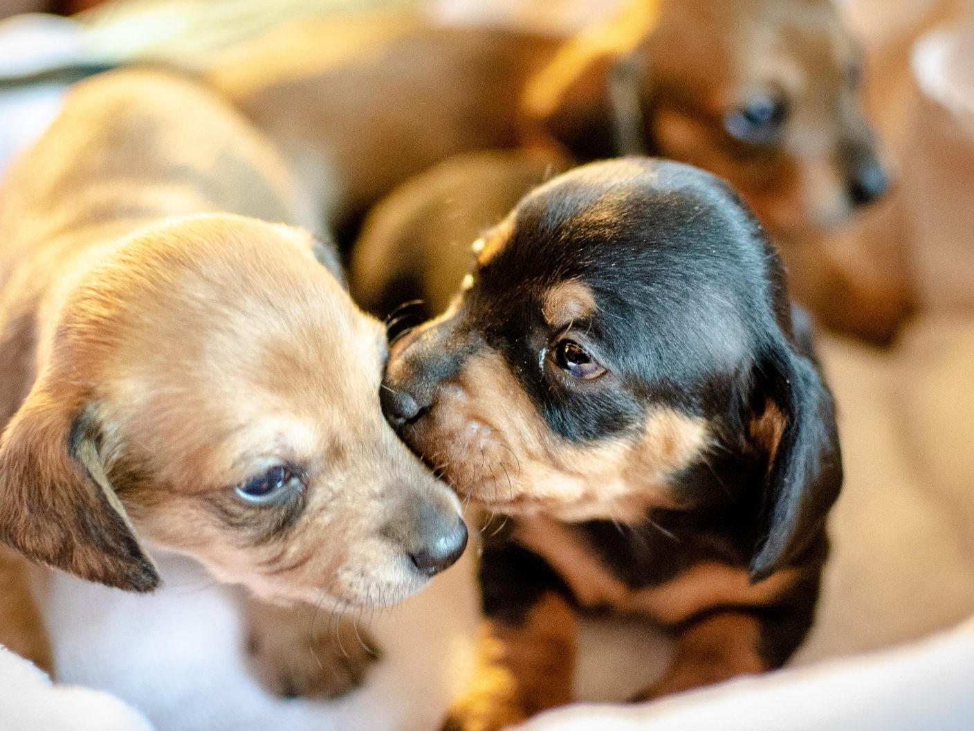 Tiere werden in den letzten Jahren häufig über das Internet gekauft, Zustellung inklusive. Tiere werden in den letzten Jahren häufig über das Internet gekauft, Zustellung inklusive.