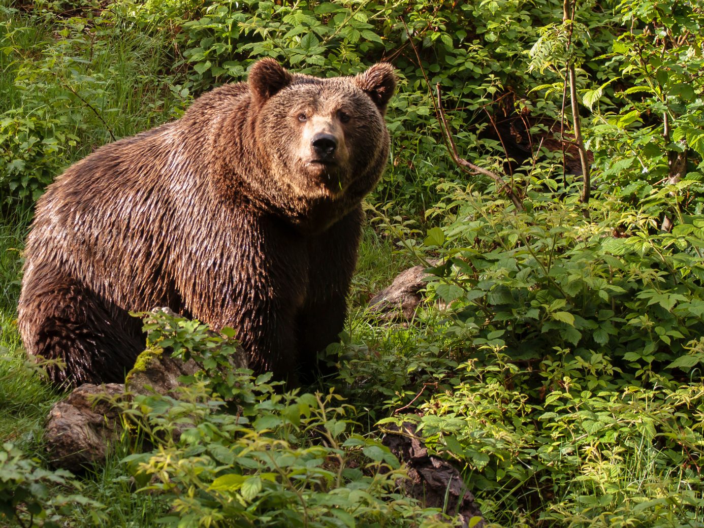 In Tirol wurde ein Bär gesichtet.