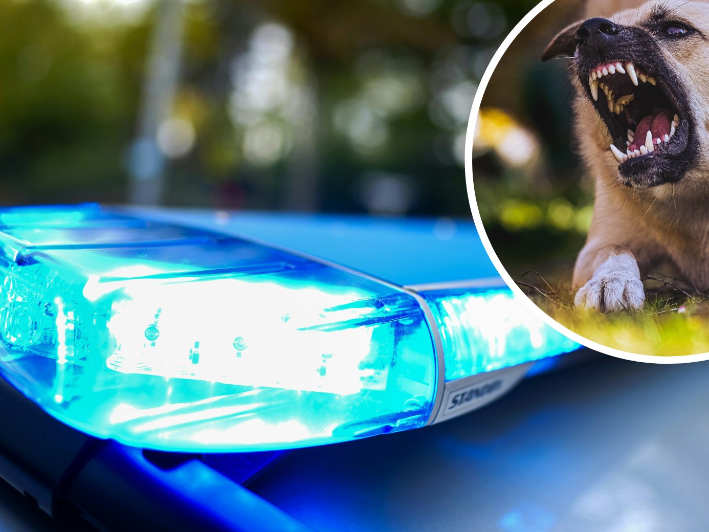 Ein freilaufender Hund biss in Wien eine Frau und eine Polizisten. Ein freilaufender Hund biss in Wien eine Frau und eine Polizisten.
