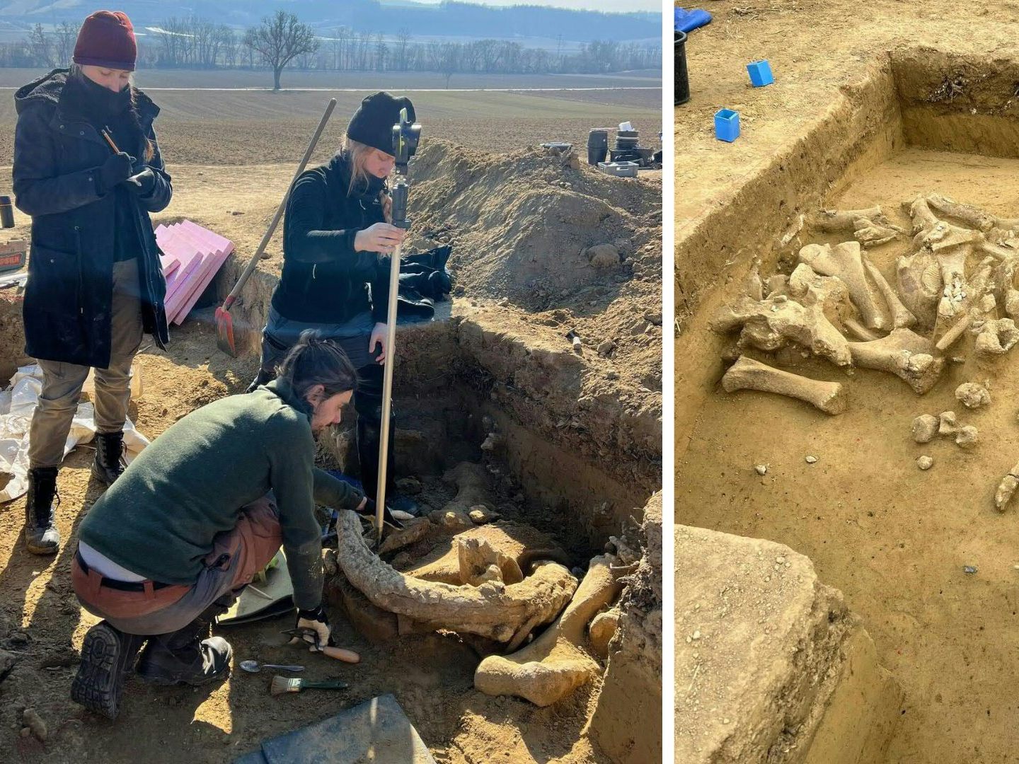 Bei Ausgrabungen in Langmannersdorf in Niederösterreich wurde ein Mammut-Schlachtplatz entdeckt.